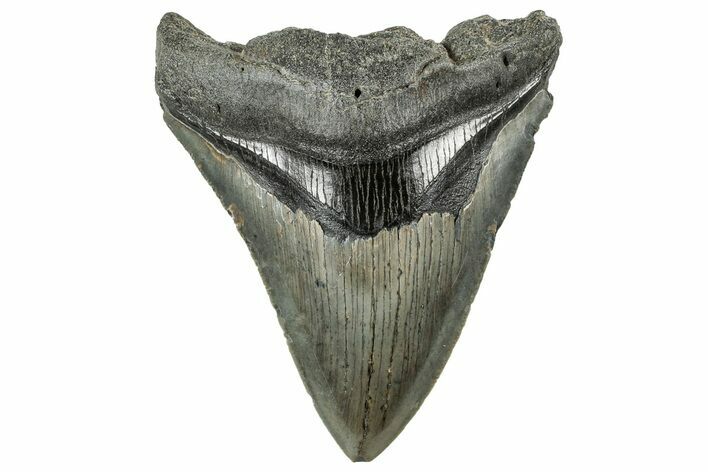 Serrated, Fossil Megalodon Tooth - South Carolina #321259